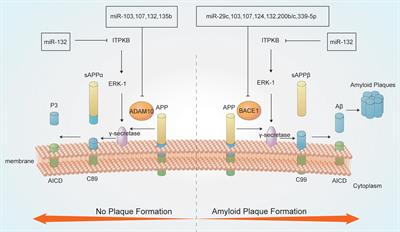 MicroRNAs in Alzheimer’s Disease: Function and Potential Applications as Diagnostic Biomarkers